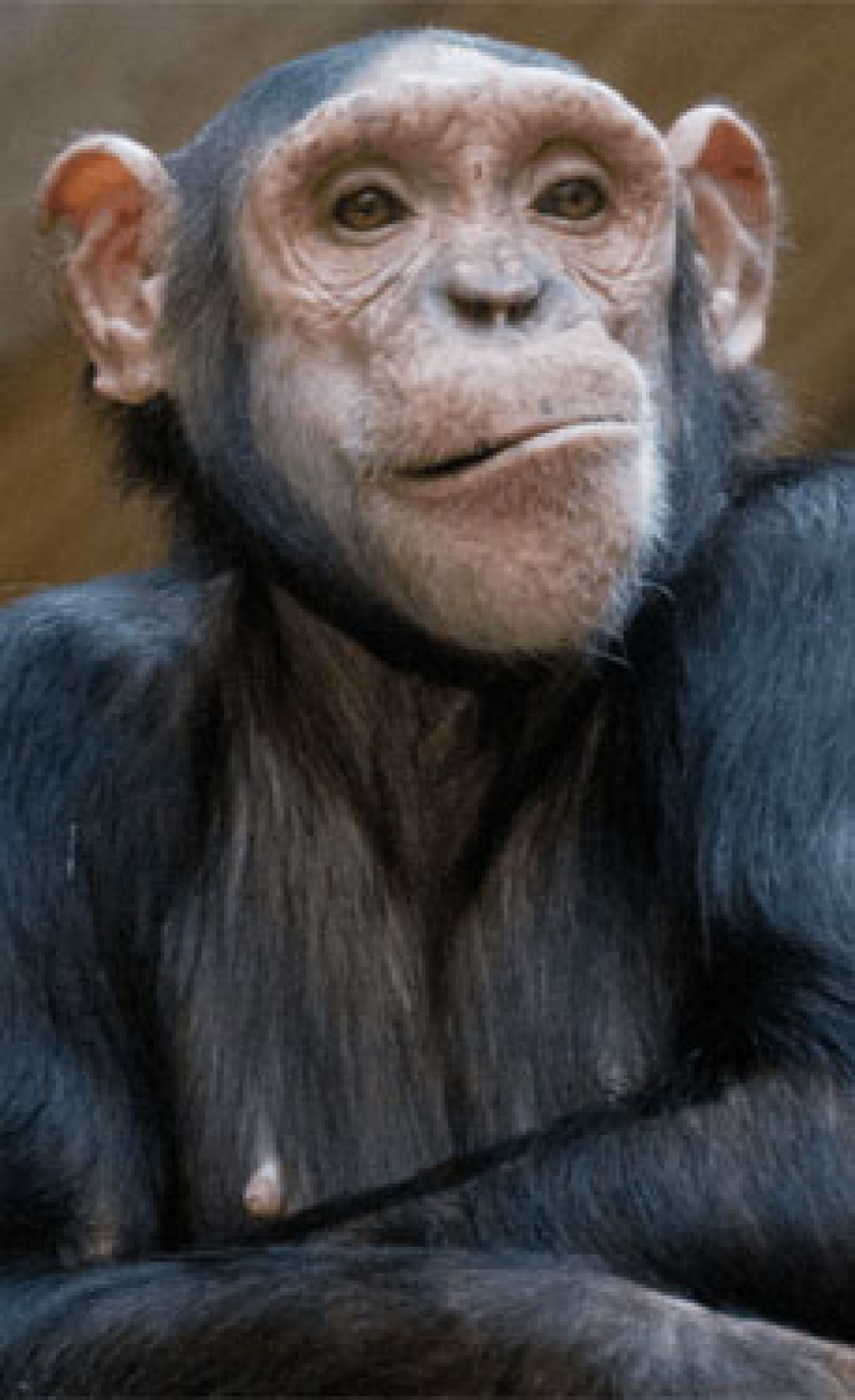 Knauf Insulation supports monkey business in Dorset