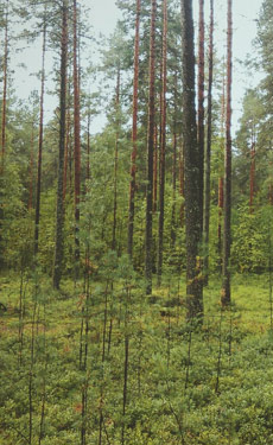 Industrial Nature obtains Euro2.26m grant for carbon-negative insulation