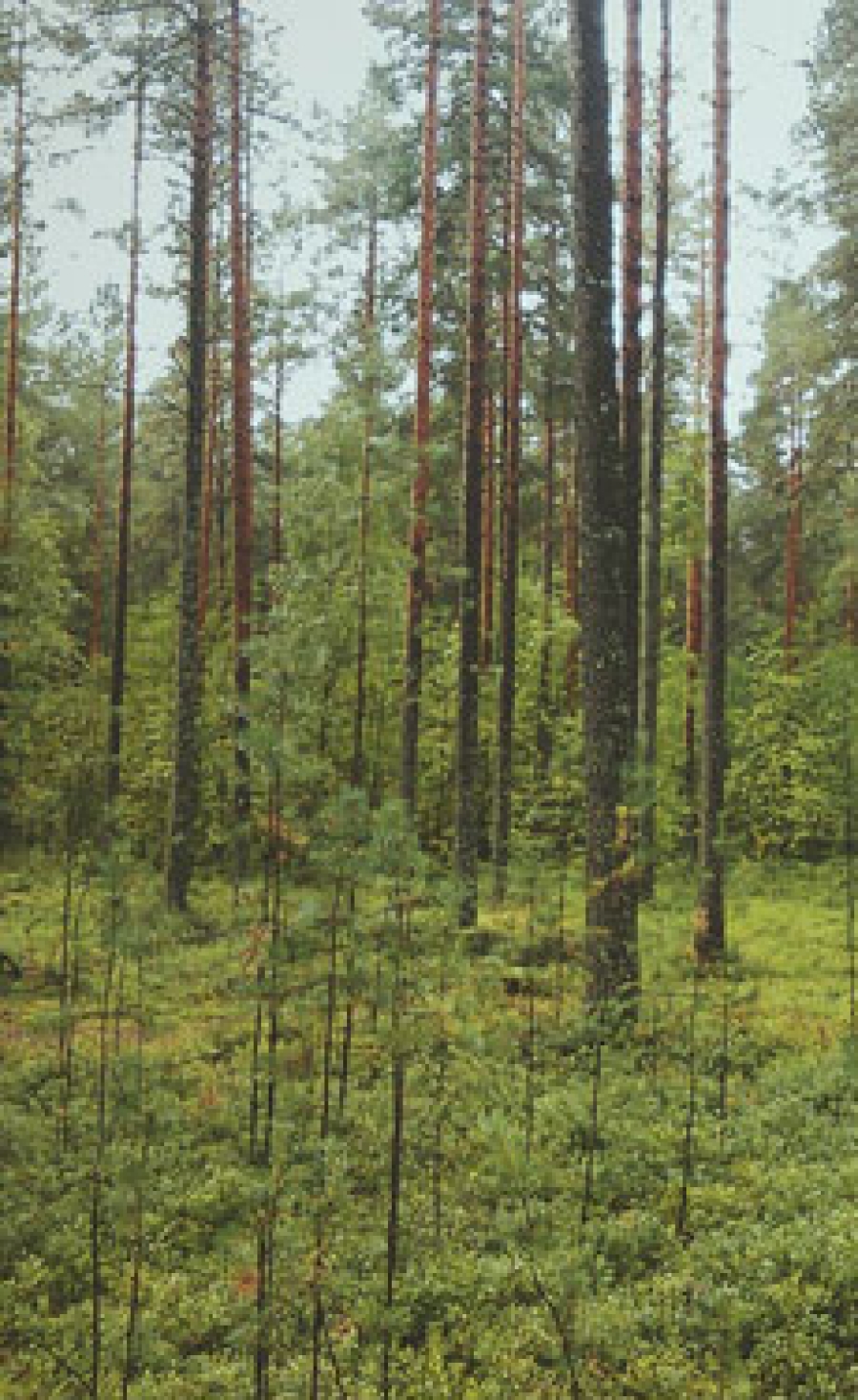 German construction hemp cultivation rises by 22% year-on-year in Summer 2025