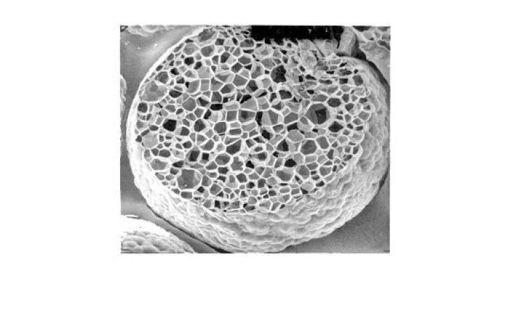 Figure 6: Cellular structure of EPS foam.